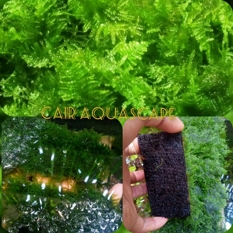 christmas moss media lempeng aquascape