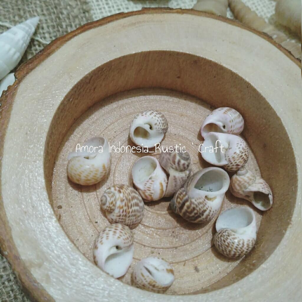 

Kerang Doreng