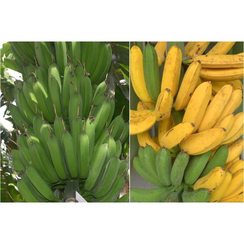 tanaman bibit pisang Raja / sajen / buat sajen