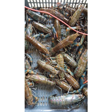 

Lobster air tawar 4-5 inch