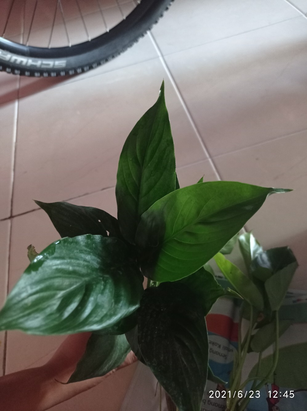 Bibit Tanaman Sepatu Vilum Bangkok Remaja