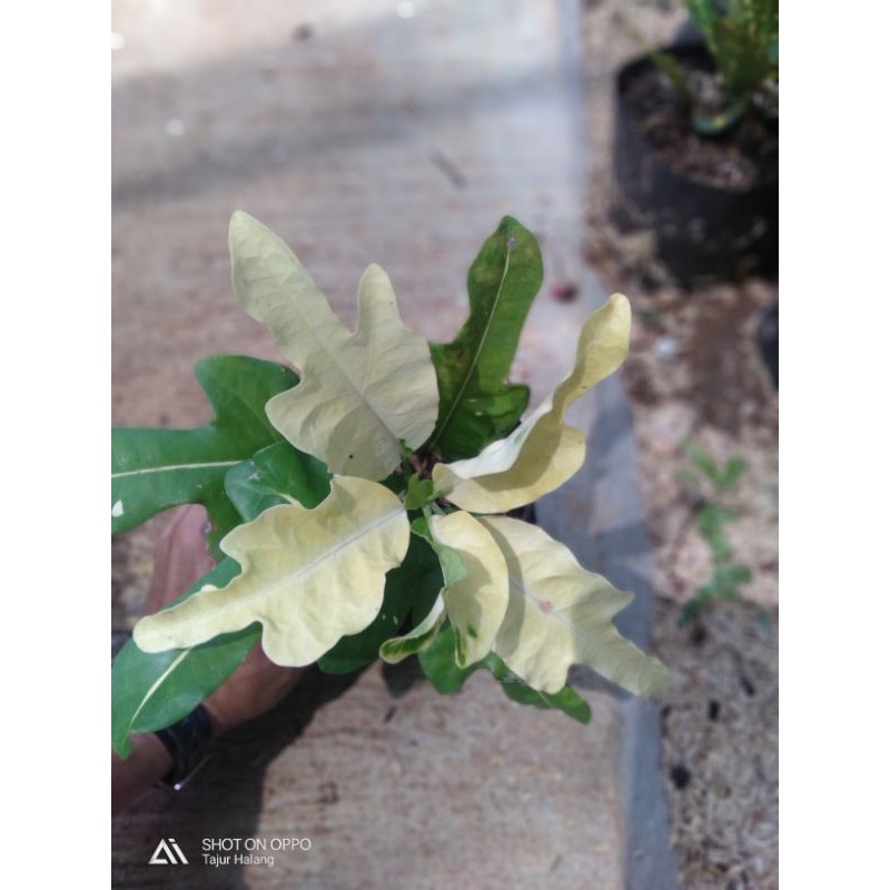 Pohon puring terang bulan - Bibit pohon puring