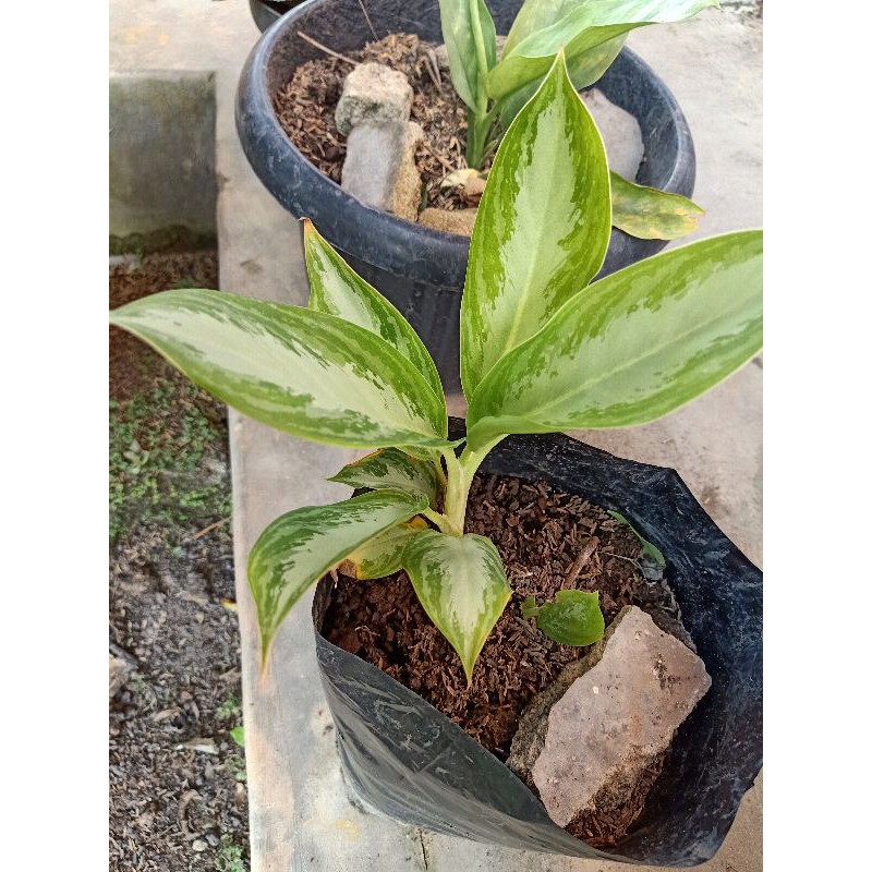 blanceng silver Sri rejeki