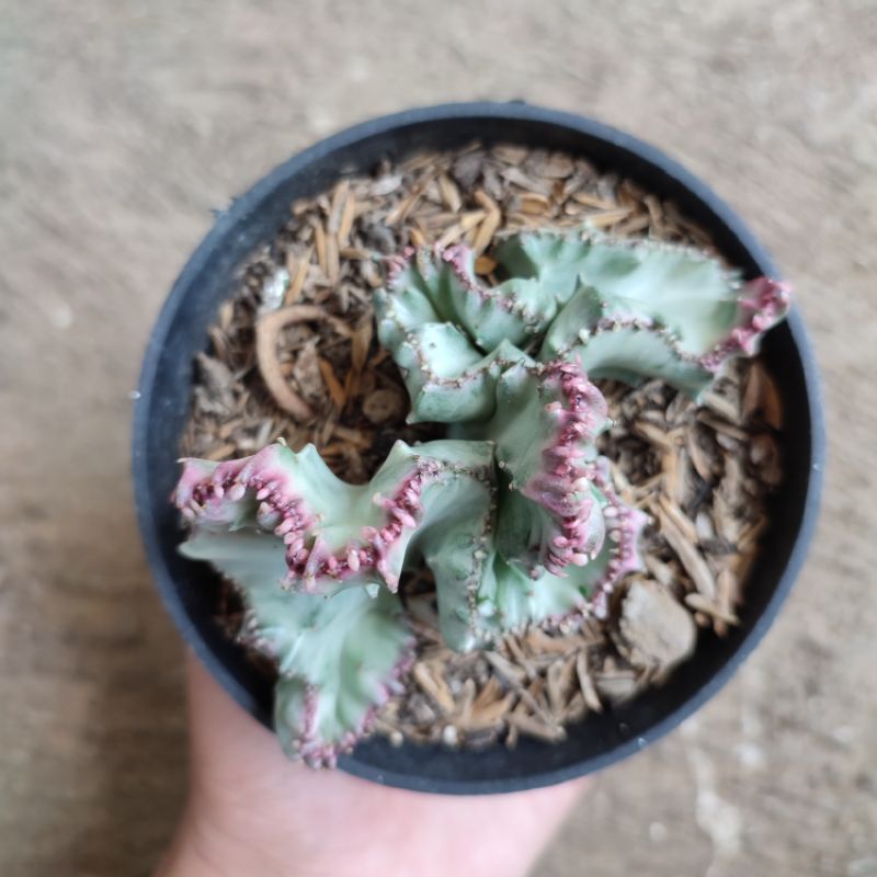 Sukulen Euphorbia lactea cristata silver varigata