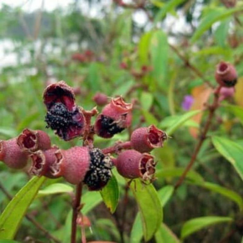 

Bauah harendong bulu fresh 250gr