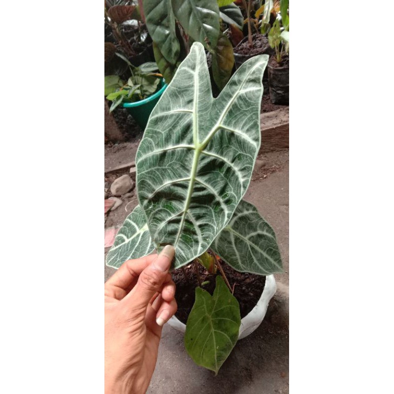 alocasia watsoniana/Alokasia watsonia rawatan
