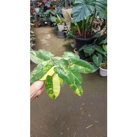 Burle marx variegata