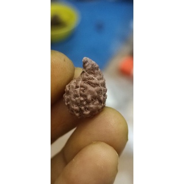 rudraksha sawar mukhi 1