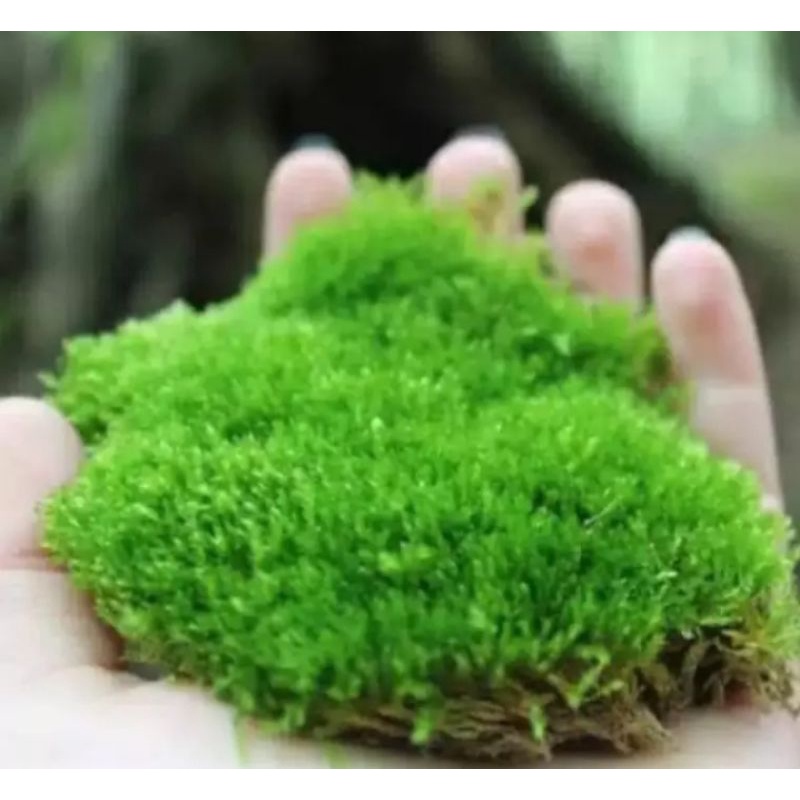 Lumut hutan (forest moss) lumut hidup untuk media tanam