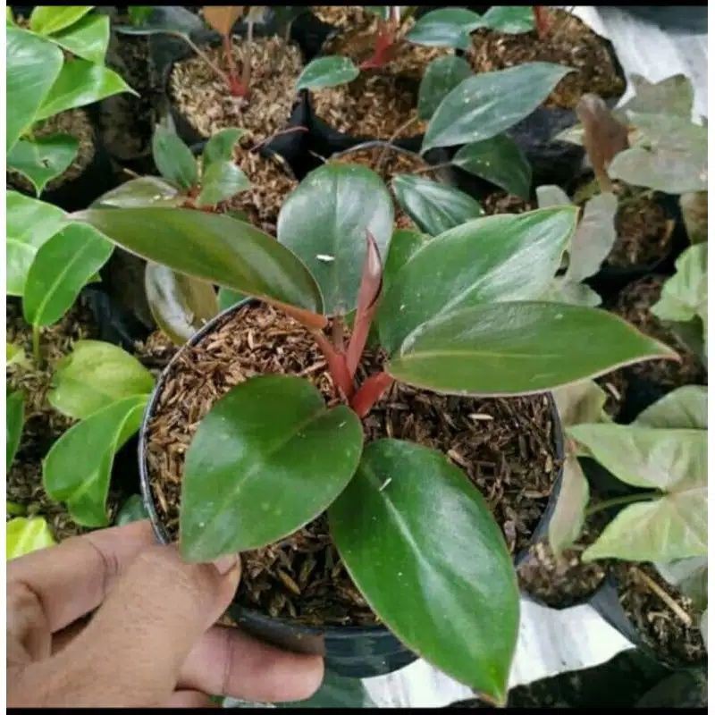 Tanaman Hias Pilodendron Red congo, tanaman pilodendron.