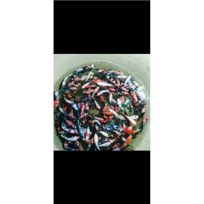 Cupang Cendolan Cupang Anakan