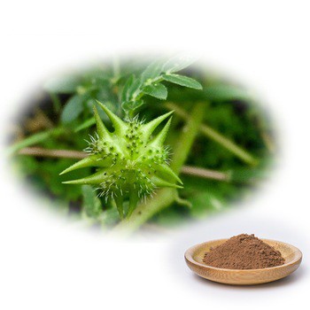 Kapsul Herba Tribulus Murni