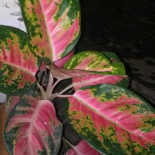 TANAMAN HIAS AGLONEMA KOCHIN HIBRID