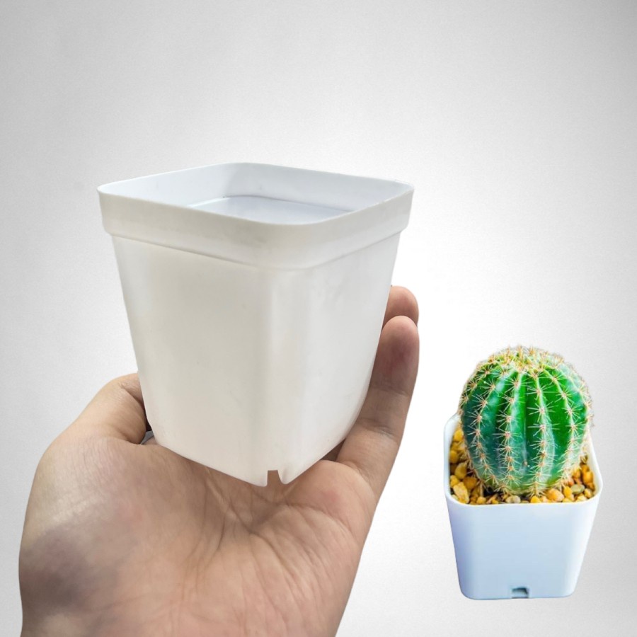 Pot kotak semai square pot kaktus putih 7 cm