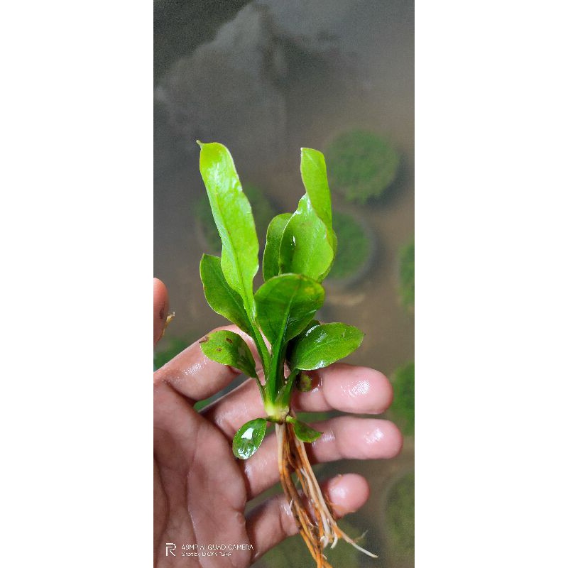 echinodorus amazon bleheri 10 batang,,,tanaman aquascape