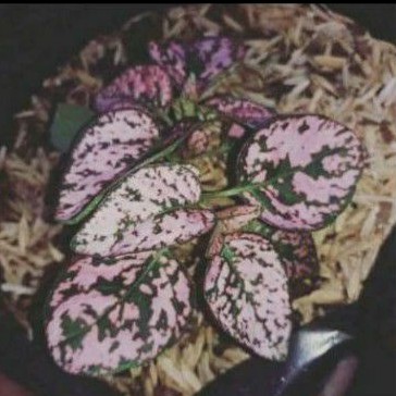pohon hias hipoestes polkadot pink, putih,merah