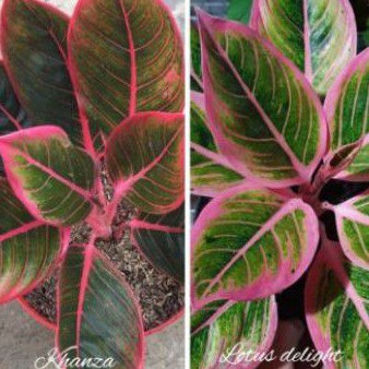 paket tanaman hias bonggol aglonema Khanza & Lotus