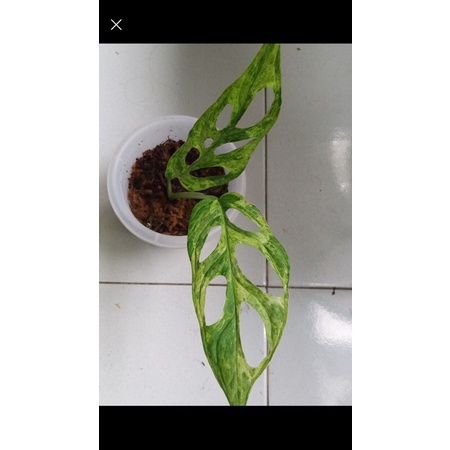 tanaman acuminata variegata