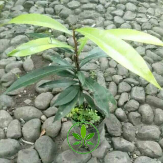Bibit Tanaman Kayu Eboni/Pohon Kayu Hitam /Amara Hitam