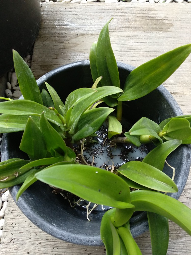 Anggrek Den White Diamon Star