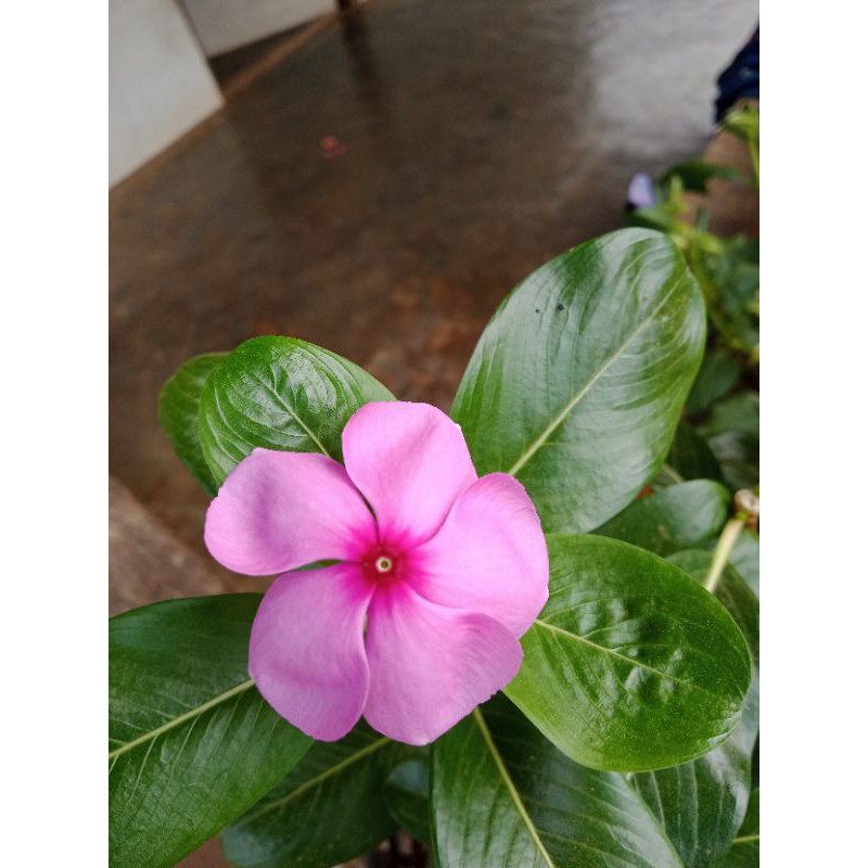 Vinca Fresh Seed