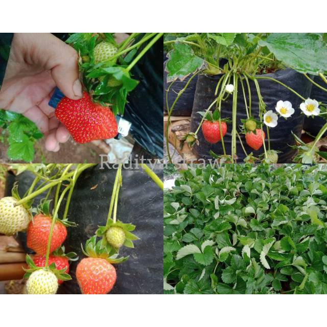 raditya_strawbarry_sukulen