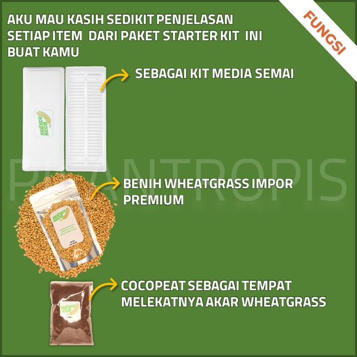 PAKET LENGKAP STARTER KIT WHEATGRASS MICROGREEN RUMPUT GANDUM KUCING