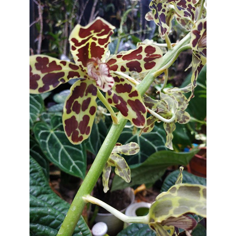 Grammatophyllum Scriptum