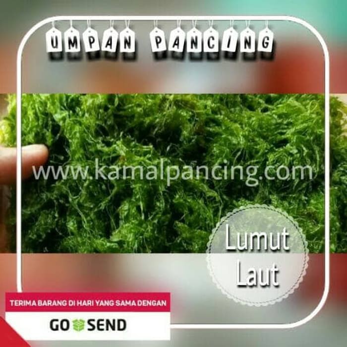 Terlaris UMPAN LUMUT MANCING