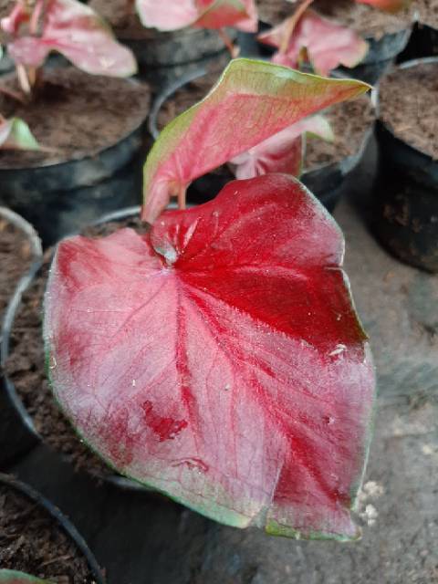 Bibit Caladium Keladi Hias Red Stardust Agak Besar Merah Murmer Shopee Indonesia