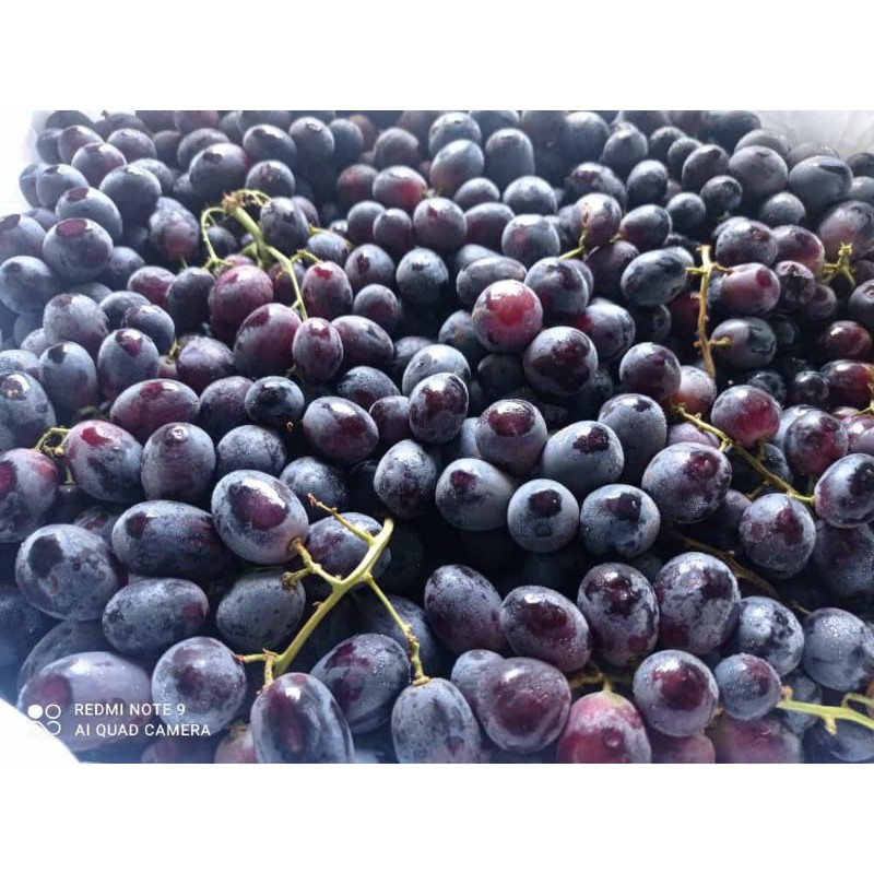 

anggur autum melodi 1kg