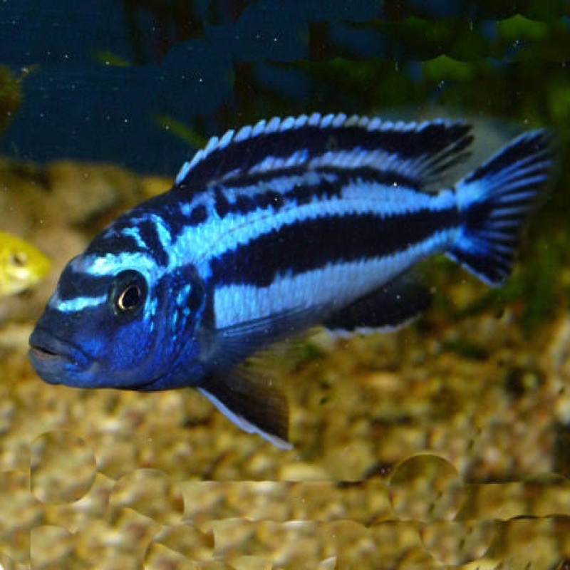 hiasan aquarium chiclid blue johani 8-10 cm