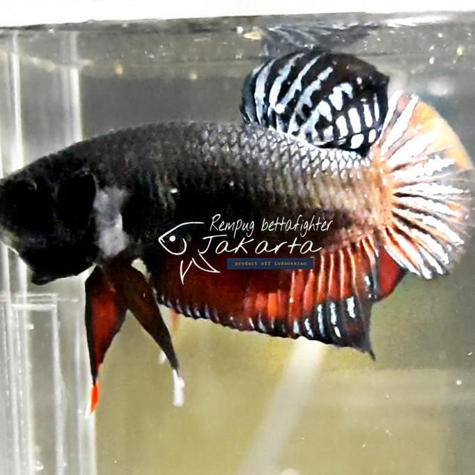 CUCI GUDANG ikan cupang aduan MDS x ipoh(Malay)