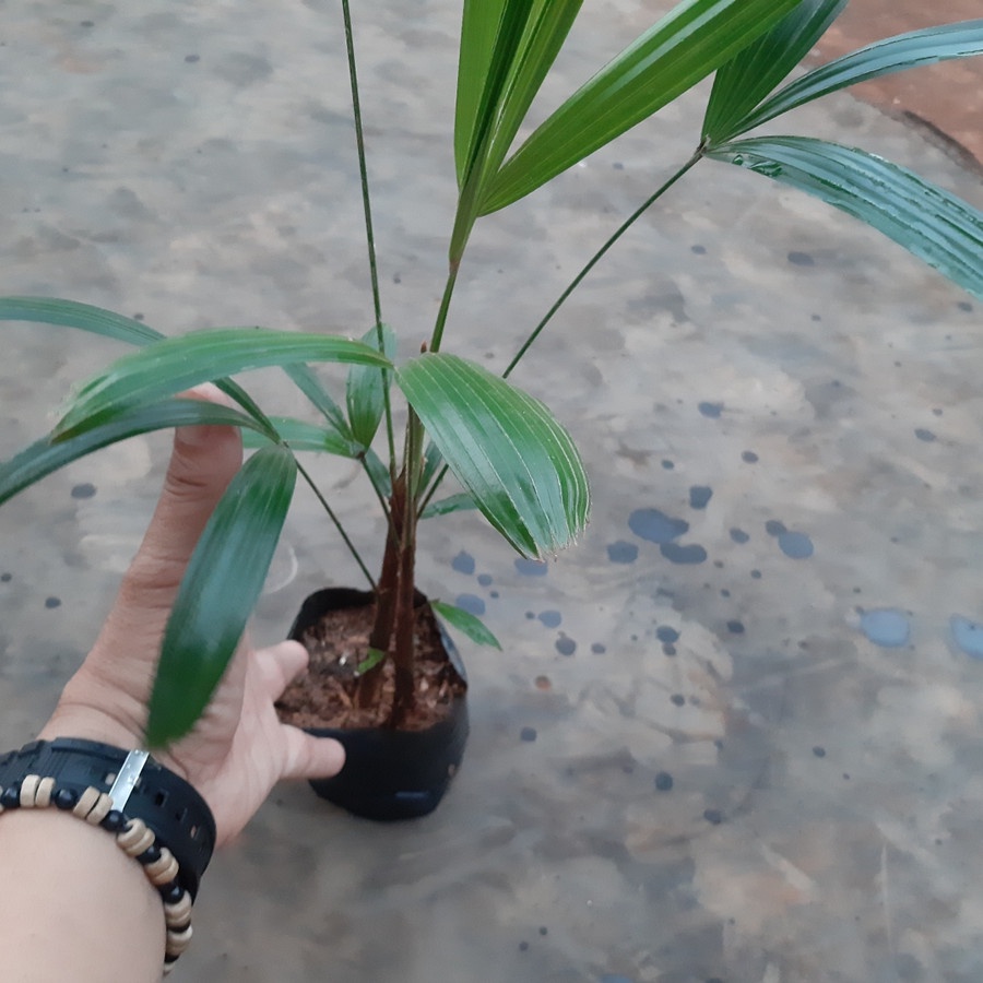 READY Bibit pohon tanaman waregu palem waregu