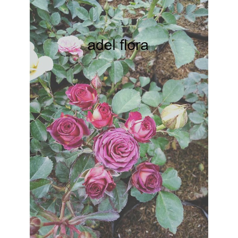 Mawar import red Chocolatos