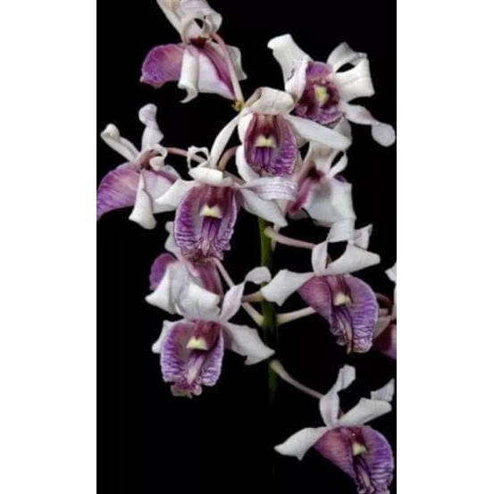 Anggrek Dendrobium nindii remaja
