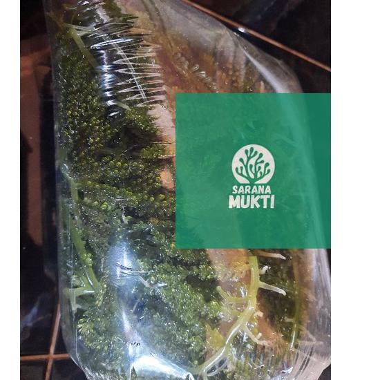 

[KODE PRODUK DJIFP8178] Anggur laut/ Green Caviar/ Latoh/ Lawi lawi/ Sea Grapes (Caulerpa Sp.)