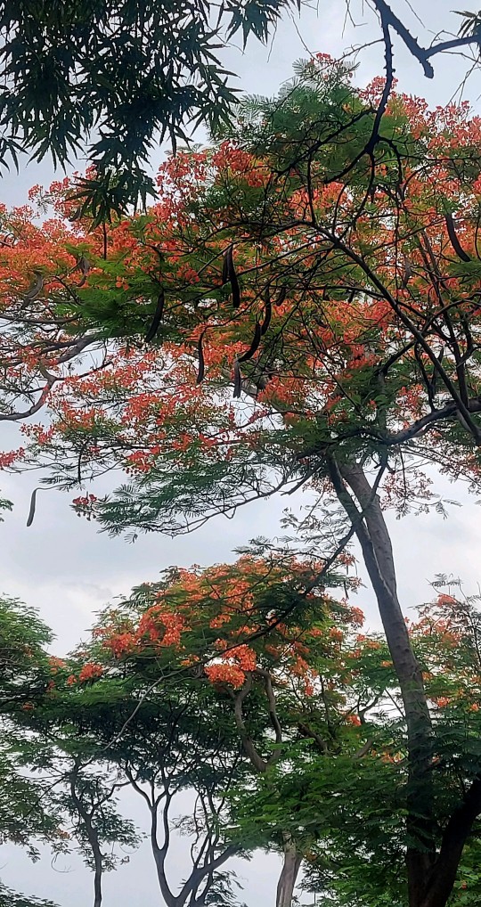 Kasur/ Springbed Central Imperium Pocket Spring Double Plush Top