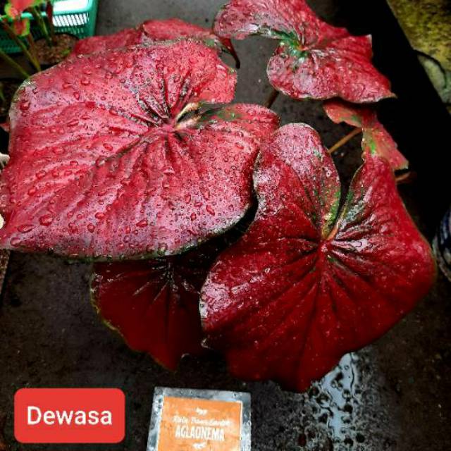 Bibit Caladium Red Stardust