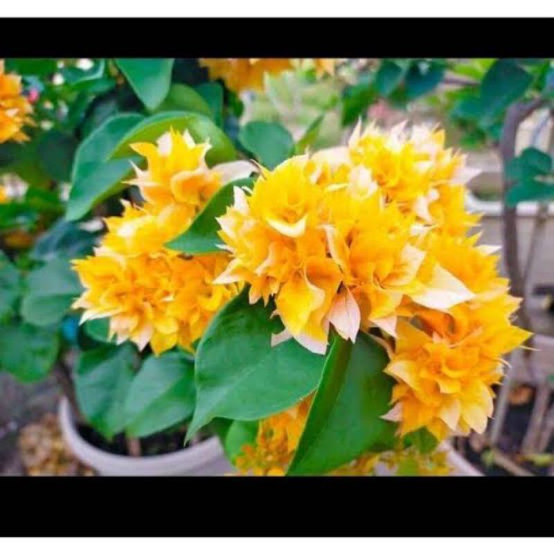 bibit bunga bougenville kuning tumpuk kriwul asli sudah hidup  bugenvil bogenvil bunga kertas hawai 