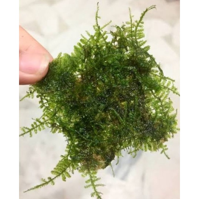 moss weeping Aquascape tanaman aquascape