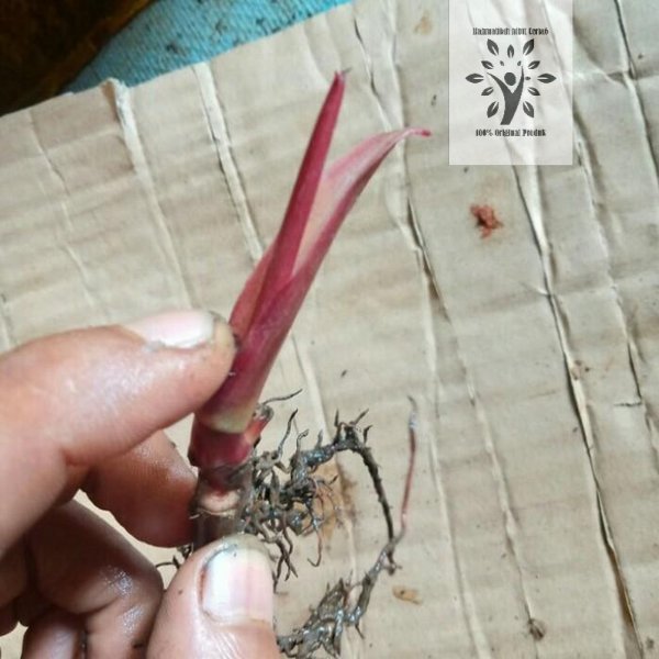 PROMO  bibit bonggol philodendron pink princes Berkualitas