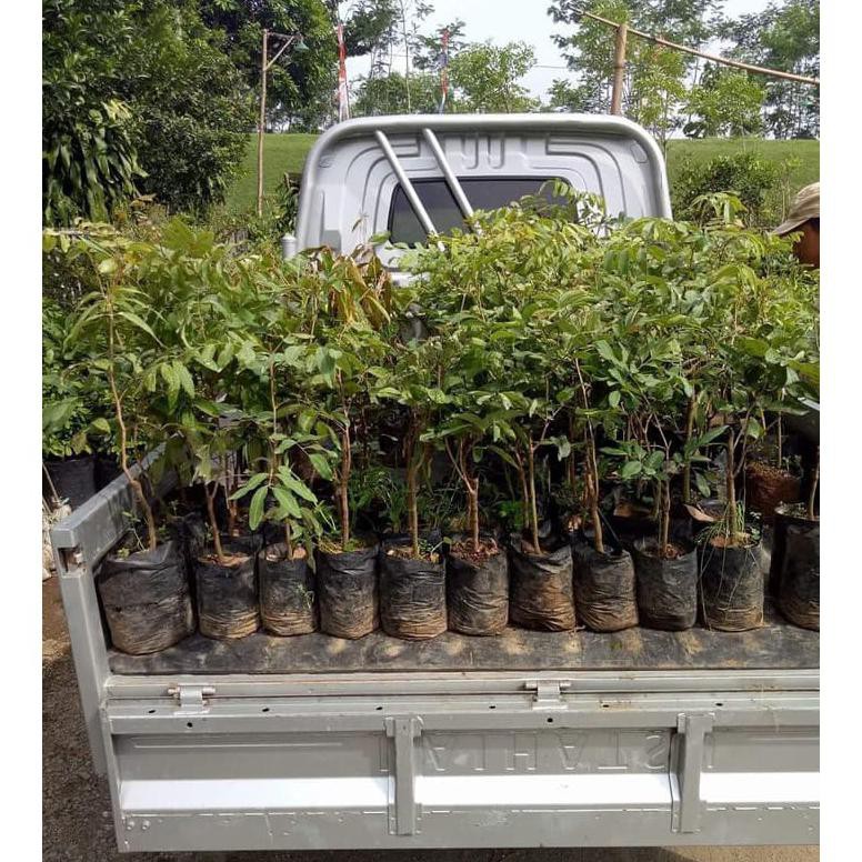 4 Bibit Buah Kelengkeng Pingpong Untuk Tabulampot @_@