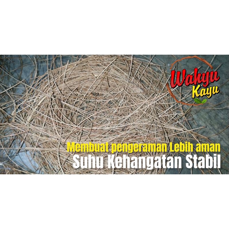 SARANG TERNAK DAUN POHON CEMARA LOVEBIRD MURAI