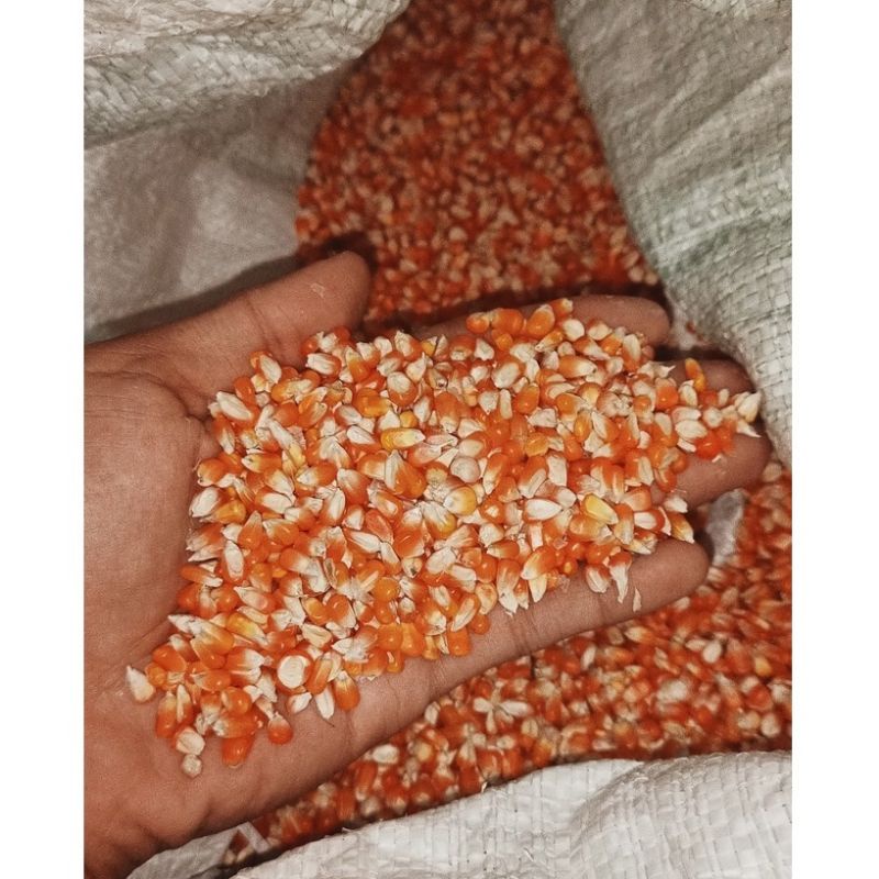 

JAGUNG KRISTAL SUPER GRED A 1000gram