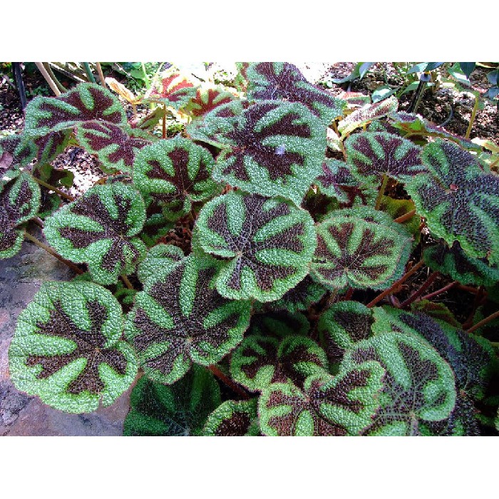 begonia Iron Cross / Begonia masoniana