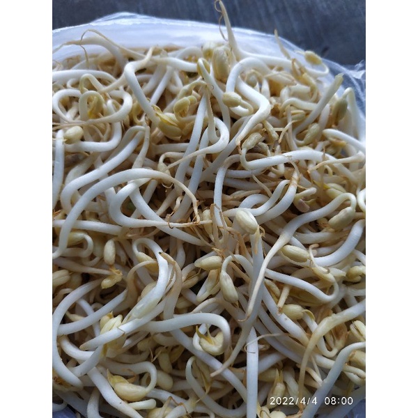 

sayur tauge / 500gr