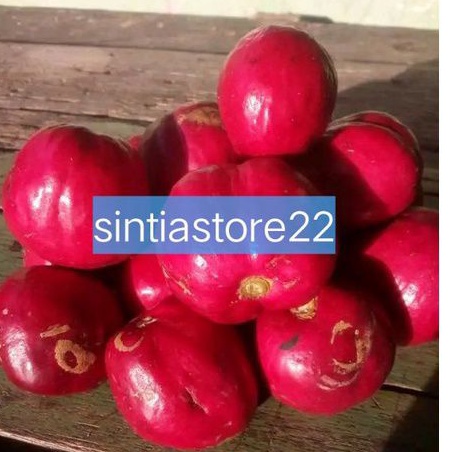 

Buah mahkota dewa segar per 500 gram