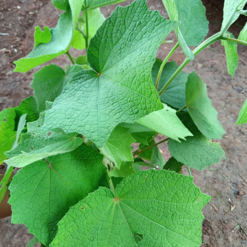 

Daun pungpulutan/fulutan segar 1kg