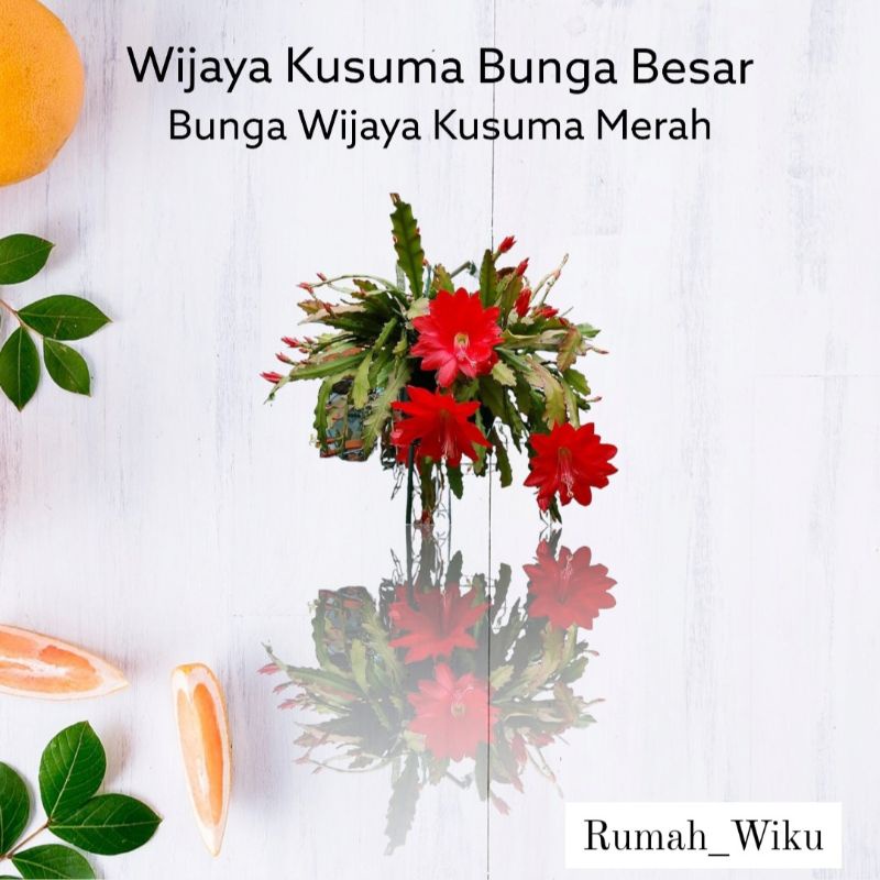 100% Bunga Merah - Wijaya Kusuma ID Ackermanii Tanaman Hias Dewasa
